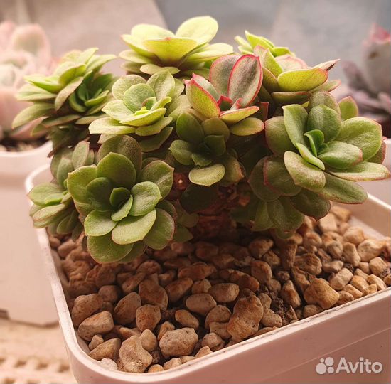 Echeveria suyon variegated