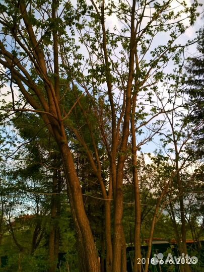 Манжурский орех