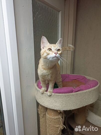 Шустряк Симон - Сим