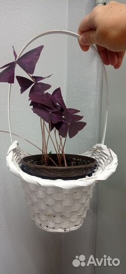 Кислица оксалис фиолетовая в горшке 0.75 л