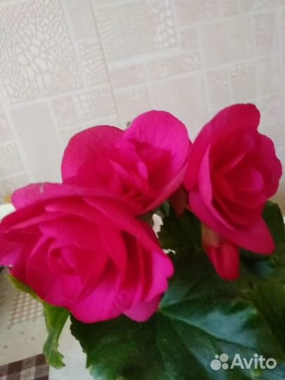 Бегонии элатиор