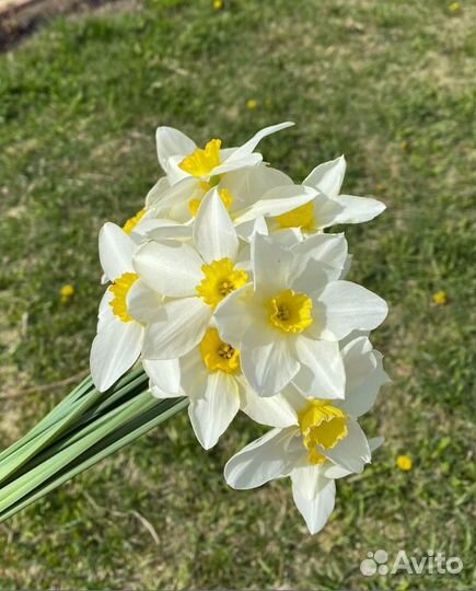 Хризантемы желтая, розовая, Хоста, Нарциссы