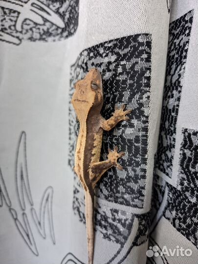 Реснитчатый бананоед малыши