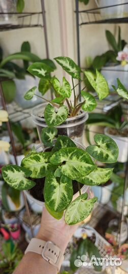 Сингониум Пикси