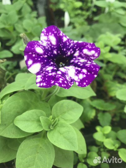 Вегетативная петуния и калибрахоа, рассылаем