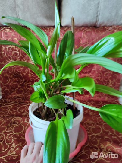 Комнатный цветок