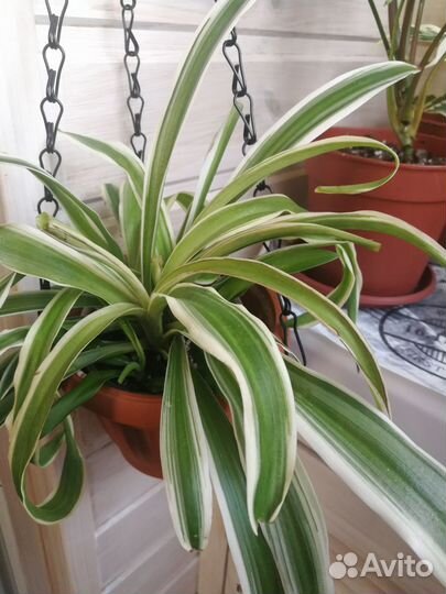 Хлорофитум