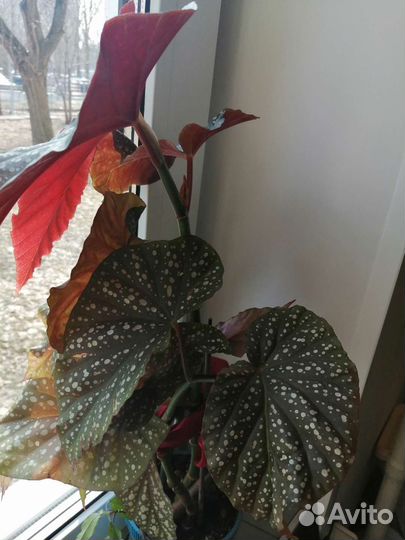 Плющ, алоэ, бегония королевская