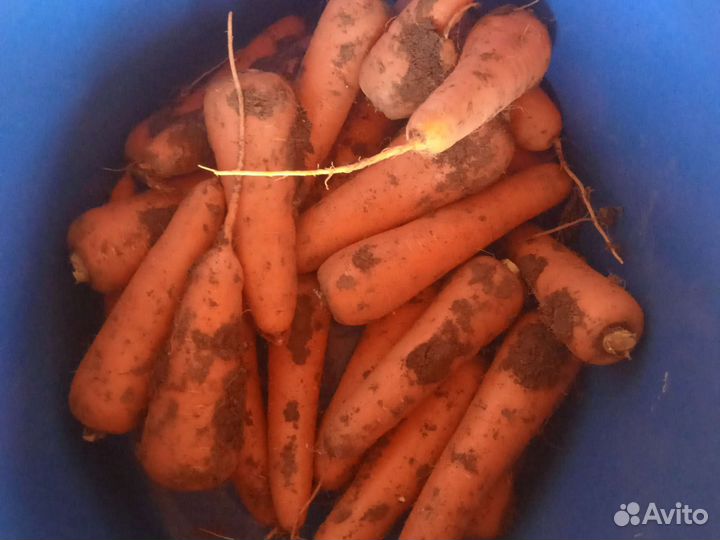 Морковь свежая