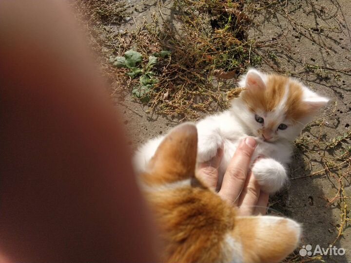 Отдам котенка мальчик