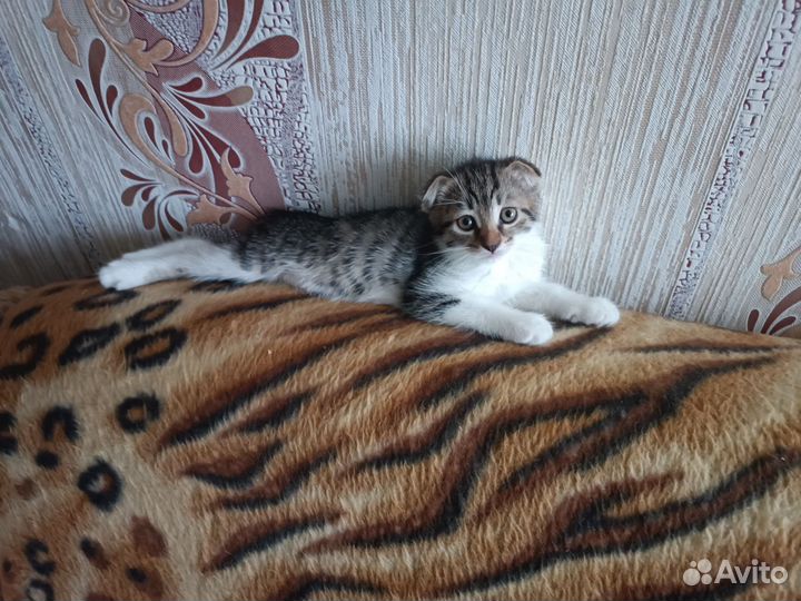 Британская вислоухая кошка