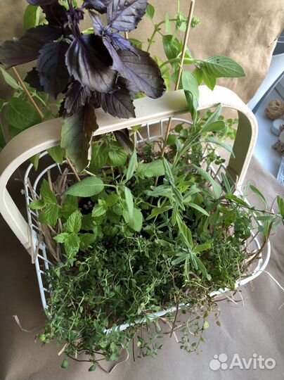 Букет из пряных трав в корзинке