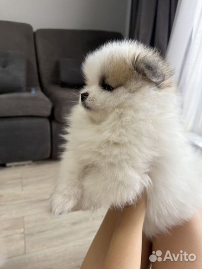 Щенки шпица