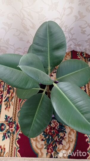 Комнатные цветы фикус каучуконосный