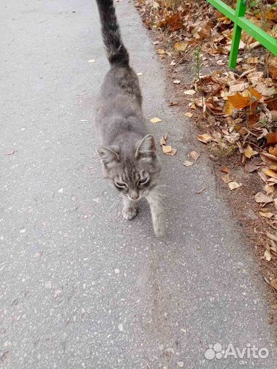 Ищем дом для кота