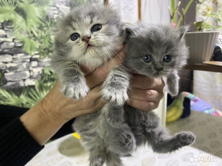 Британские котята