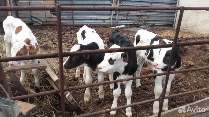 Бычки упитанные