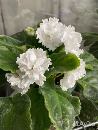 Фиалка белая