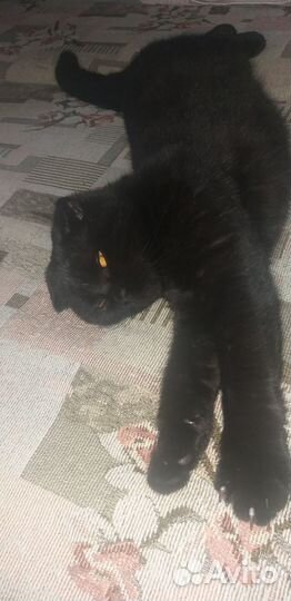 Шотландский кот вязка