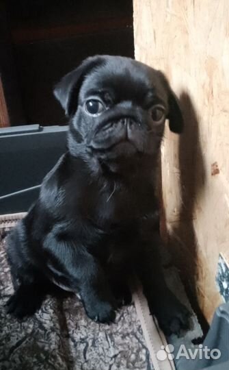 Щенки мопса