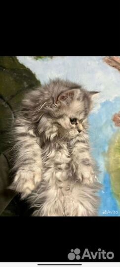 Шотландская кошка вязка
