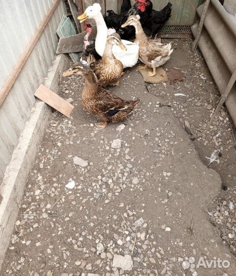 Продаю русских хохлатых уточек