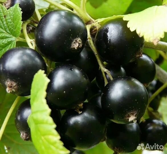 Саженцы смородина чёрная, сливы