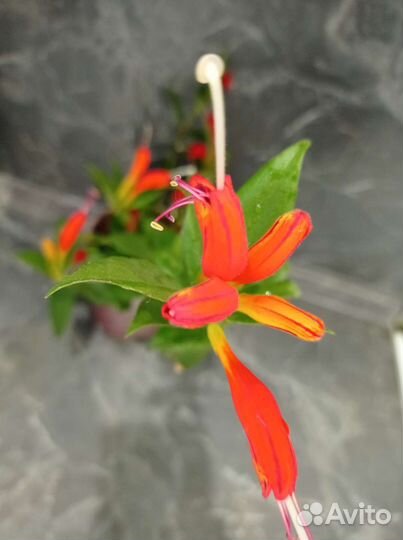 Комнатные цветы