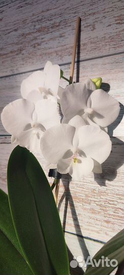 Белоснежный биг лип