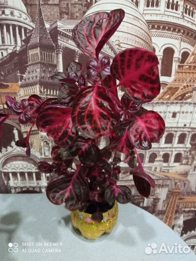 Комнатные растения цветы