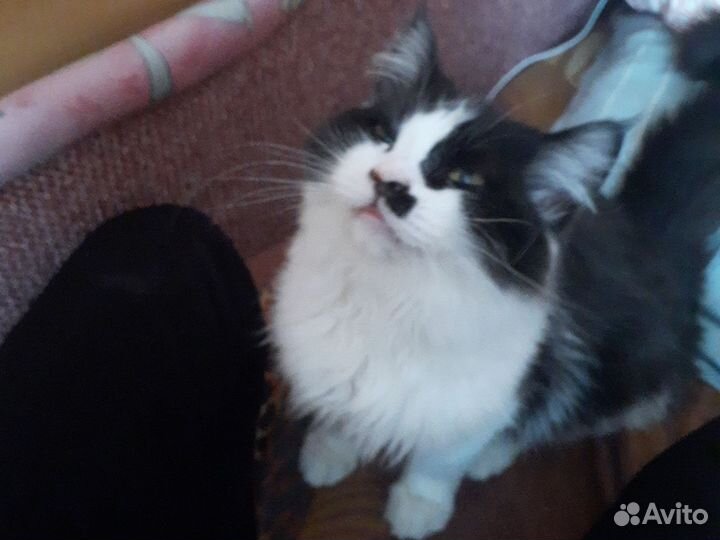 Котенок мальчик бесплатно