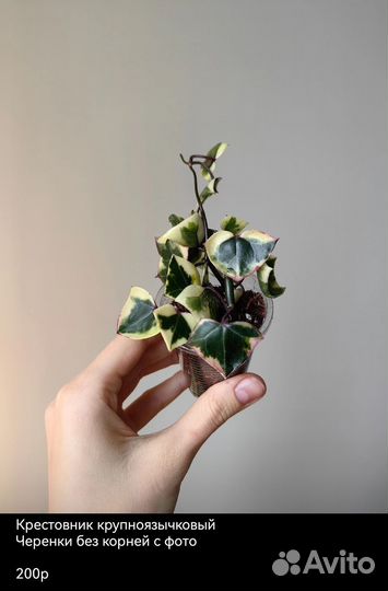 Крестовники