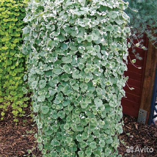 Будра вегетативная