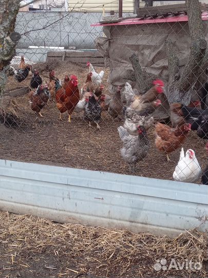 Цыплята суточные деревенские