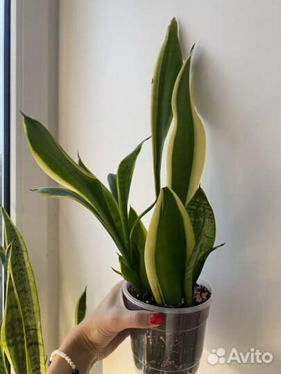 Сансевиерия