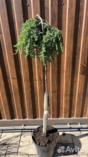 Можжевельник на штамбе