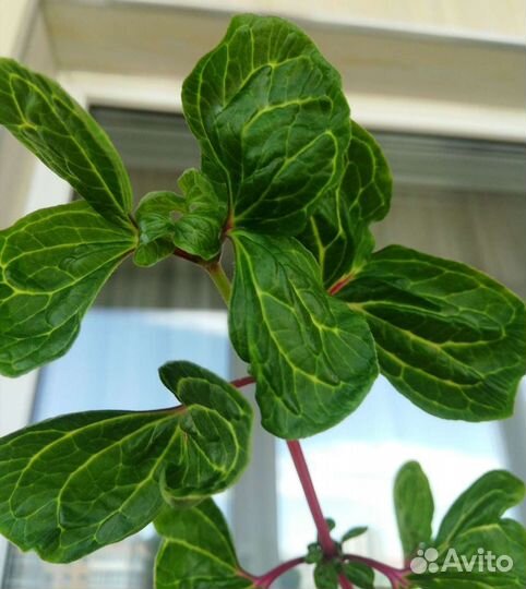 Комнатные растения