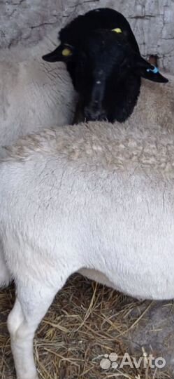 Ярки бараны ягнята овцы Катумской породы и Дорпер