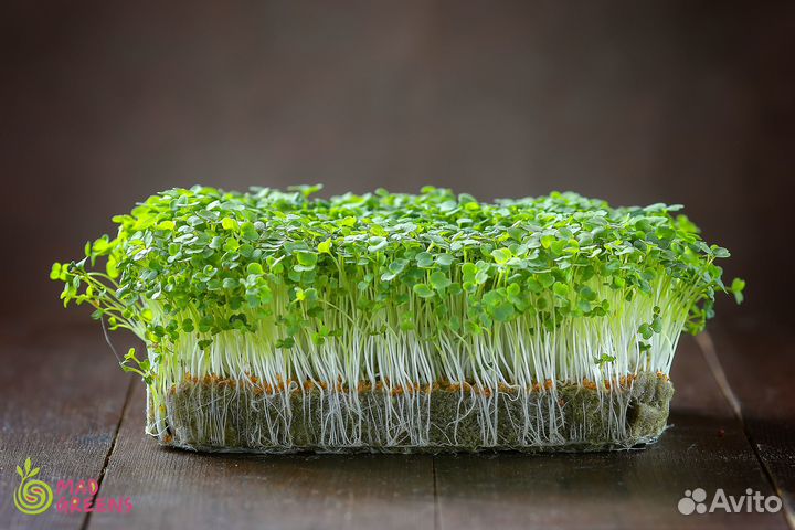 Микрозелень Рукола пикантная