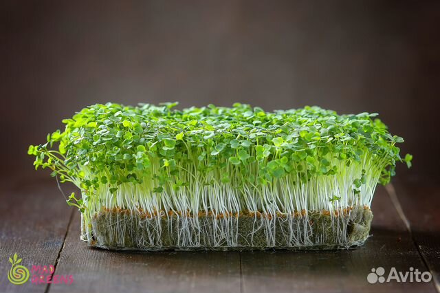 Микрозелень Рукола пикантная