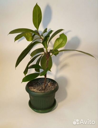 Фикусы бокальчатоприлистниковые (Циатистипула)