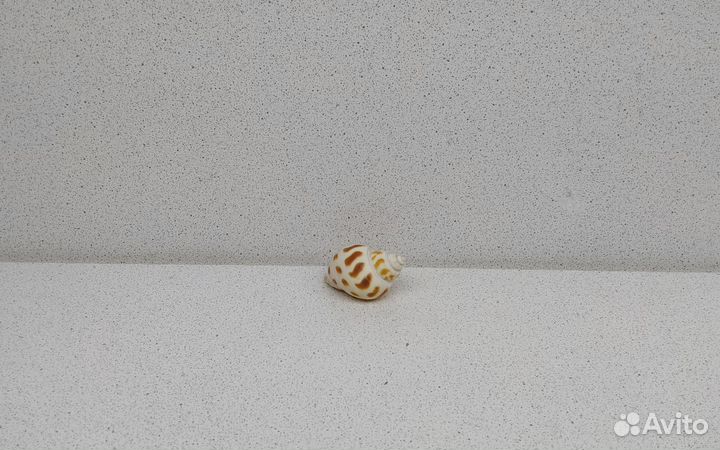 Бабилония 4,1 морская ракушка раковина