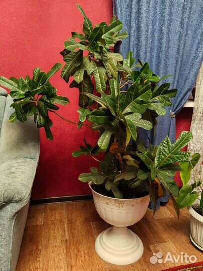 Кротон