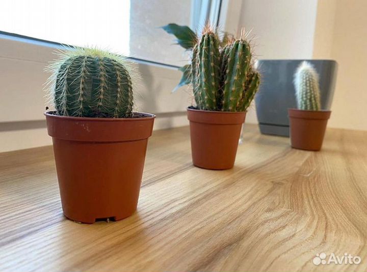 Подоконник дерево