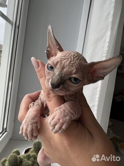 Канадский сфинкс