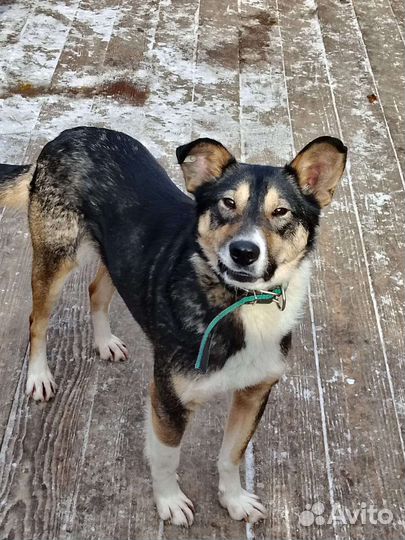 Пёс ищет дом