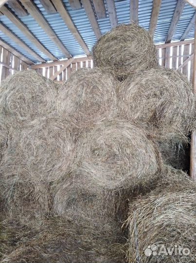 Сено в рулонах, многолетник/клевер, урожай 2023