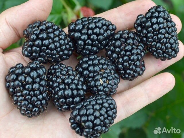 Саженцы ежевики 