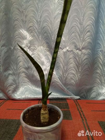 Сансевиерия