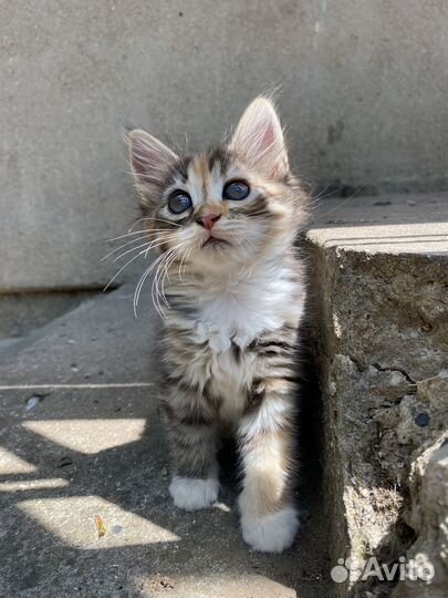 Котенок девочка в добрые руки